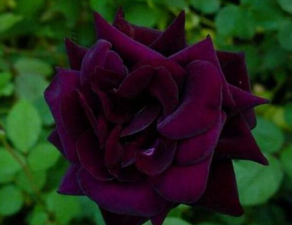 路易十四玫瑰花的传说故事 商洛凡誓死守护爱情