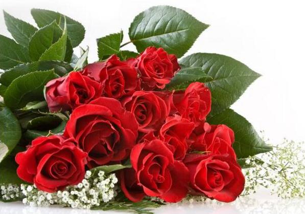 红玫瑰代表什么意思 恋人间表达炽热爱意[图片]