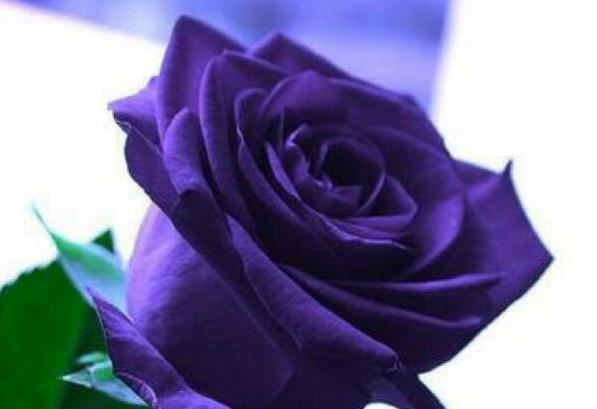 紫玫瑰多少钱一朵 花朵娇小价格偏贵[图片]